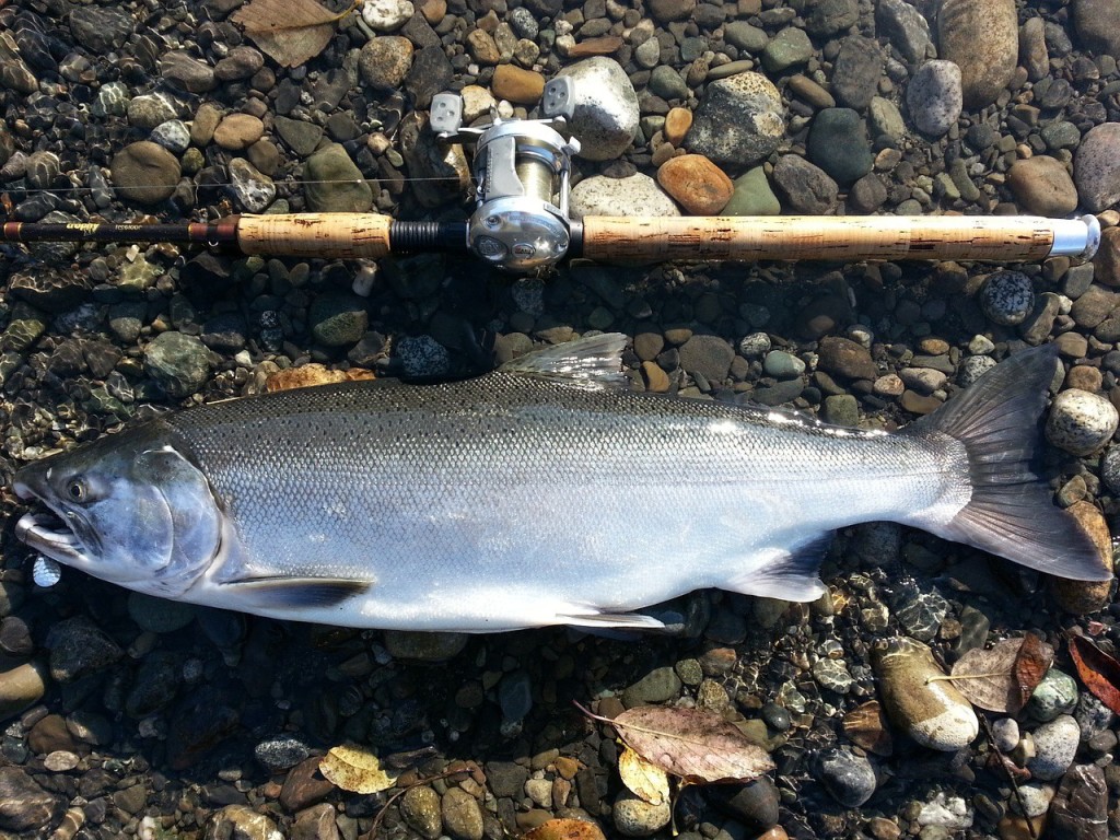 salmon-keta-globalpezk